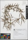 Foto von Salix humboldtiana Willd.